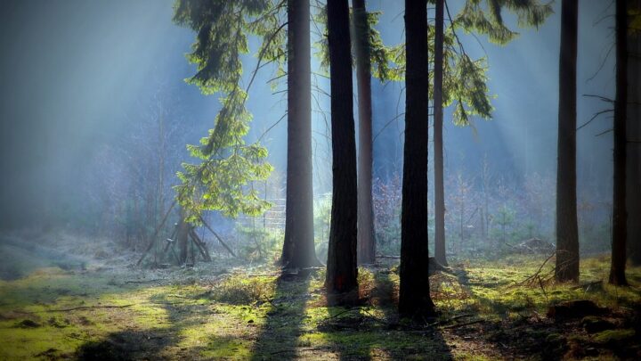 Gartenhaus-Holzarten: ein Vergleich