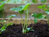 Heimwerken im Garten: Dinge, die man dazu einfach braucht