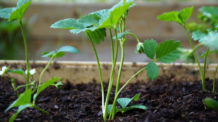 Heimwerken im Garten: Dinge, die man dazu einfach braucht